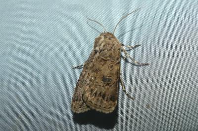 <i>Agrotis bigramma</i>