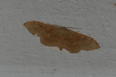 <i>Idaea rubraria</i>