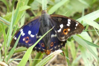 <i>Apatura ilia</i>