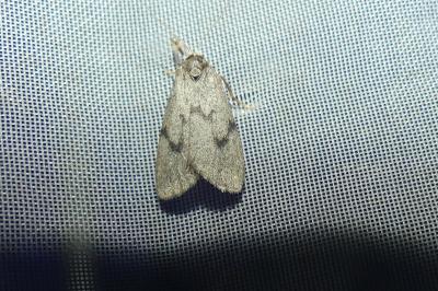 Apaidia mesogona