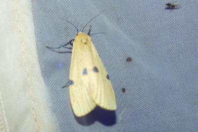 <i>Lithosia quadra</i>