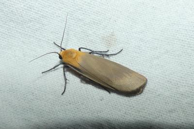 <i>Lithosia quadra</i>