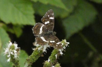 <i>Araschnia levana</i>