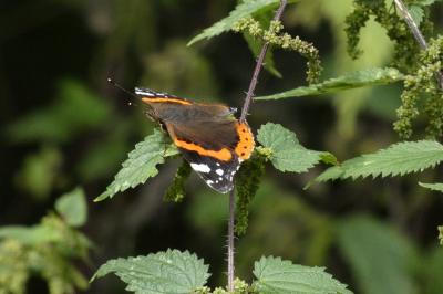 <i>Vanessa atalanta</i>