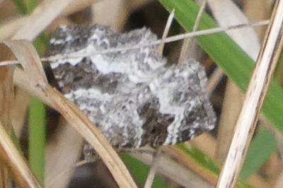 <i>Epirrhoe alternata</i>