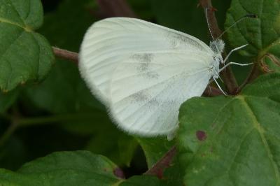 <i>Leptidea sinapis</i>