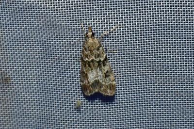 <i>Eudonia mercurella</i>