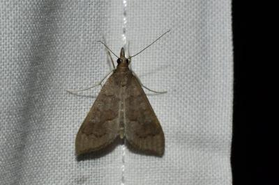 <i>Mecyna asinalis</i>
