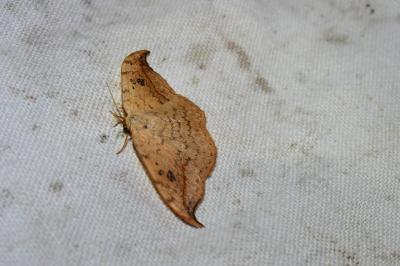 <i>Drepana falcataria</i>