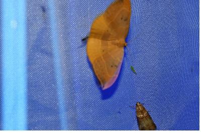 <i>Watsonalla binaria</i>