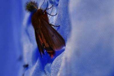 <i>Phragmatobia fuliginosa</i>
