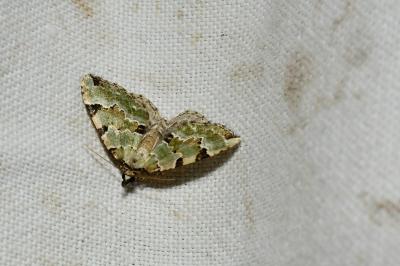 <i>Colostygia pectinataria</i>