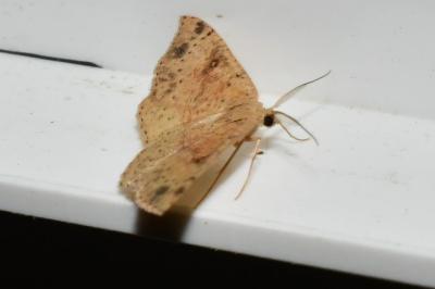 <i>Cyclophora porata</i>