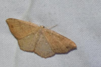 <i>Cyclophora ruficiliaria</i>