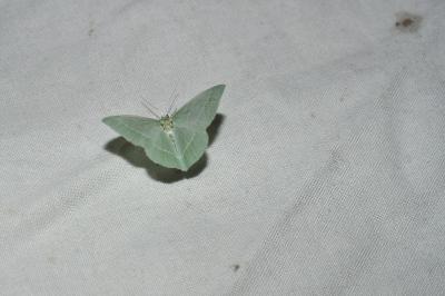 <i>Hemistola chrysoprasaria</i>