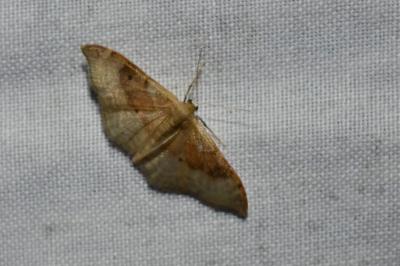 <i>Idaea degeneraria</i>