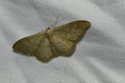 <i>Idaea straminata</i>
