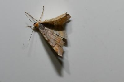 <i>Macaria liturata</i>