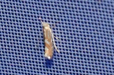 <i>Phyllonorycter</i>