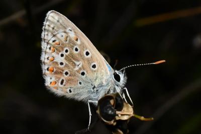 <i>Polyommatus icarus</i>