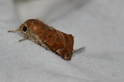 <i>Cosmia affinis</i>