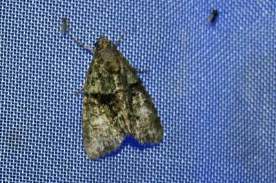<i>Cryphia algae</i>