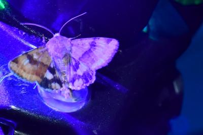 <i>Heliothis viriplaca</i>