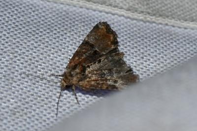 <i>Mesoligia furuncula</i>