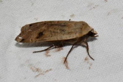 <i>Noctua pronuba</i>