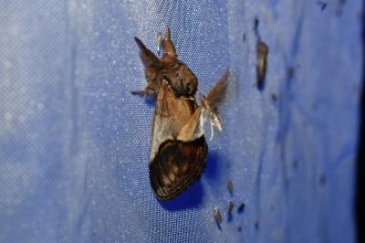 <i>Notodonta ziczac</i>