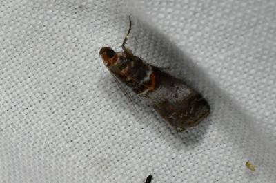 <i>Acrobasis advenella</i>