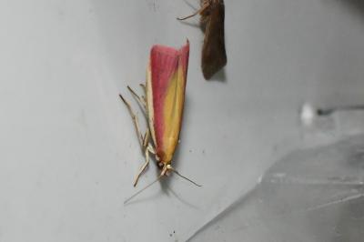 <i>Oncocera semirubella</i>