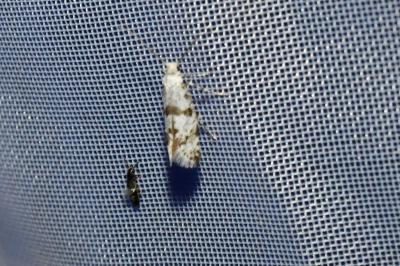<i>Scythropia crataegella</i>
