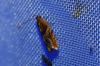 <i>Ancylis comptana</i>
