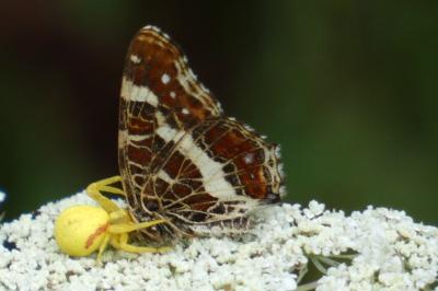 <i>Araschnia levana</i>