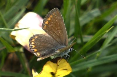<i>Aricia agestis</i>