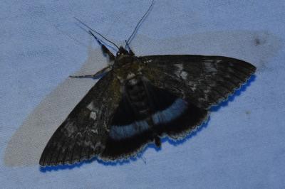 <i>Catocala fraxini</i>
