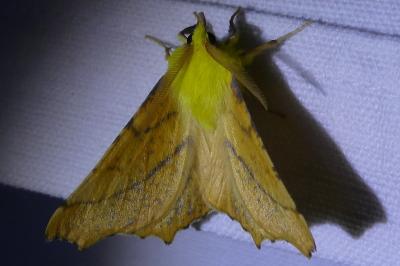 <i>Ennomos alniaria</i>