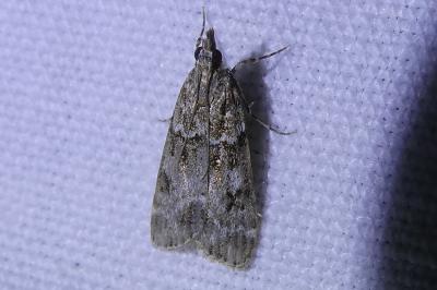 <i>Eudonia mercurella</i>