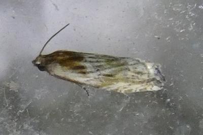 <i>Eucosma</i>