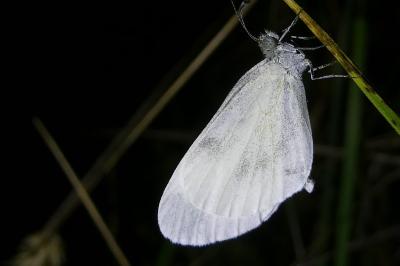 <i>Leptidea sinapis</i>
