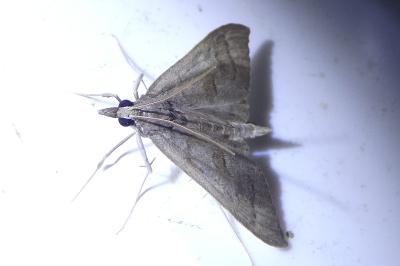 <i>Mecyna asinalis</i>