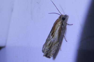 <i>Eucosma</i>