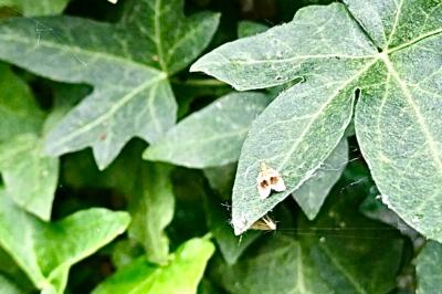 <i>Clepsis dumicolana</i>