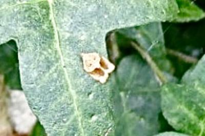 <i>Clepsis dumicolana</i>