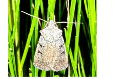 <i>Eugnorisma glareosa</i>