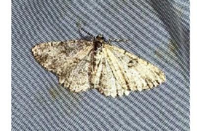 <i>Peribatodes rhomboidaria</i>