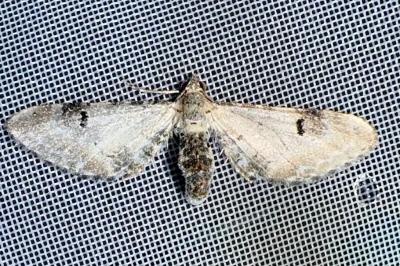 <i>Eupithecia centaureata</i>