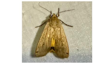 <i>Noctua pronuba</i>