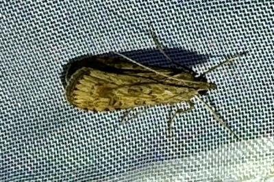 <i>Nomophila noctuella</i>